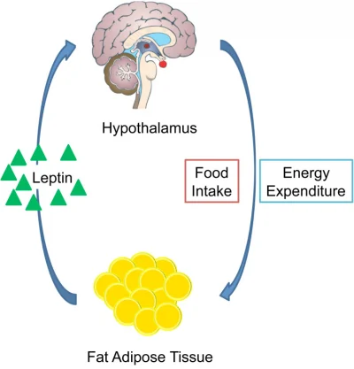 leptin and regulation of body weight